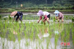 贵州贵定：坝区灾后复产进